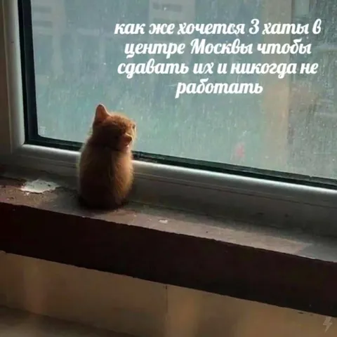 Кот мечтает о трёх квартирах