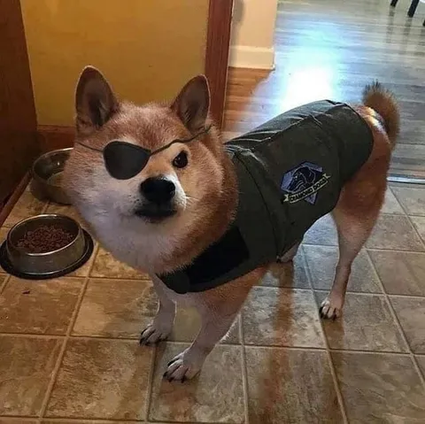 One-Eyed Pirate Dog