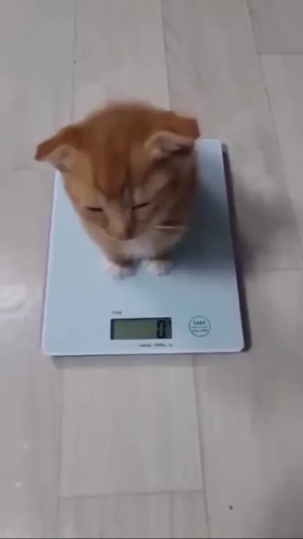 Котёнок на весах