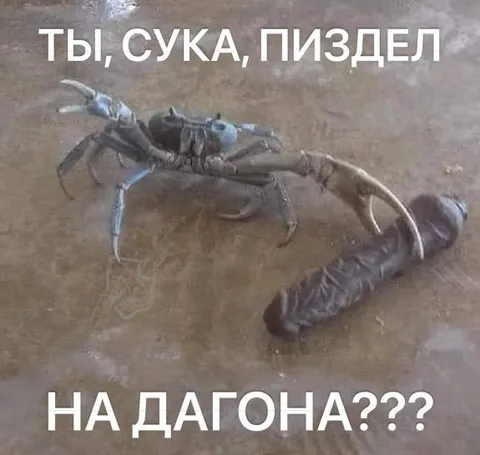 Рак напал на дагона