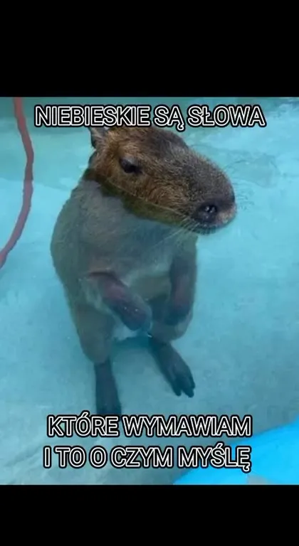 Niebieska piosenka kapibary