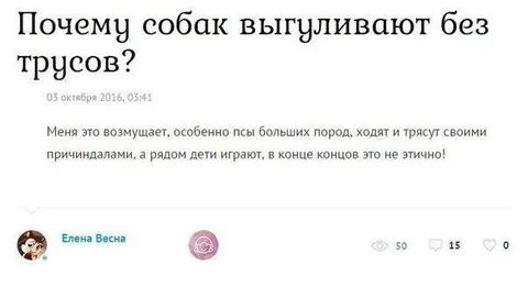 Почему собак выгуливают без трусов