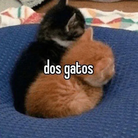 Dos gatos abrazados