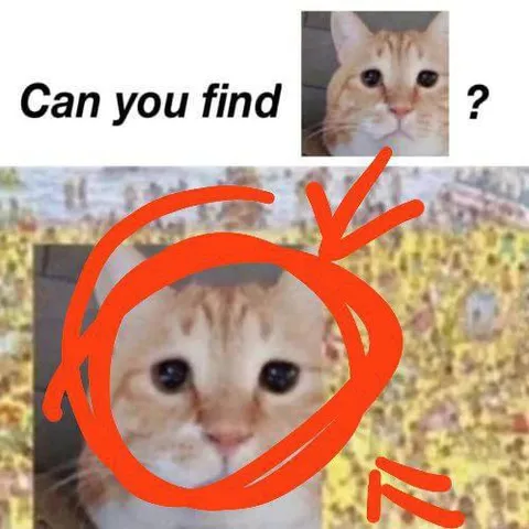 Can You Find the Cat