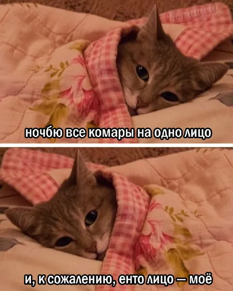 Комары ночью на одно лицо