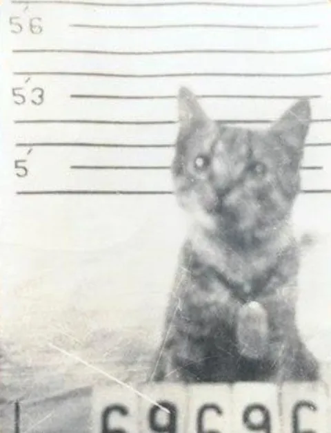 George the Cat’s Health Record