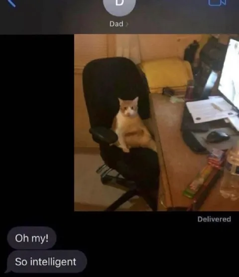 Cat Pretending to Be Intelligent