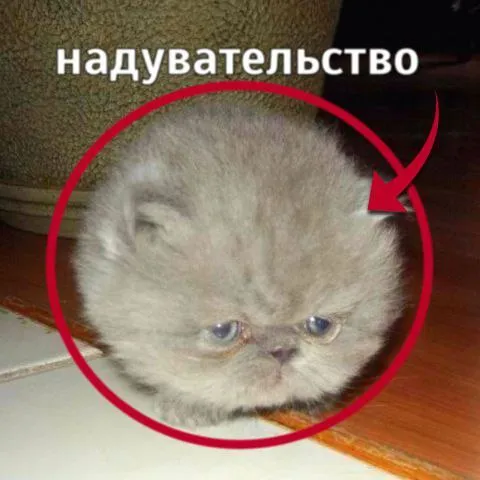 Грустное надувательство котёнка