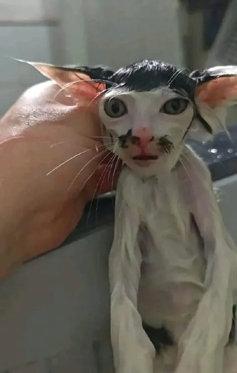 Мокрый кот с человеческим лицом