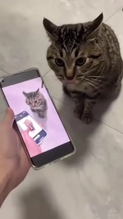 Кот смотрит на себя в телефоне