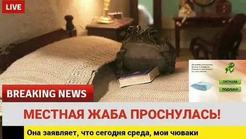 Местная жаба проснулась