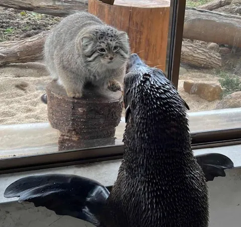 Кот и пингвин смотрят друг на друга