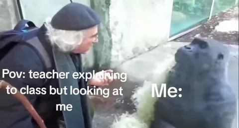 Teacher Explains While Gorilla Stares