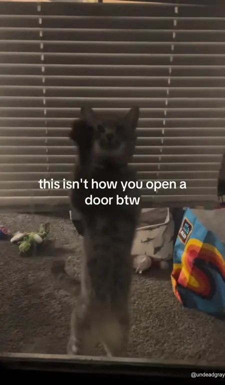 Cat Opens the Blinds Wrong