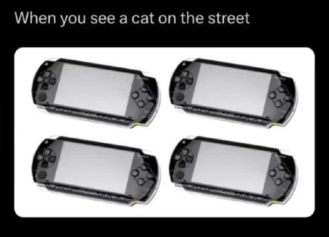 Seeing a Cat on the Street