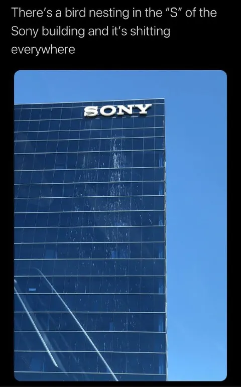 Bird Nesting in the Sony S