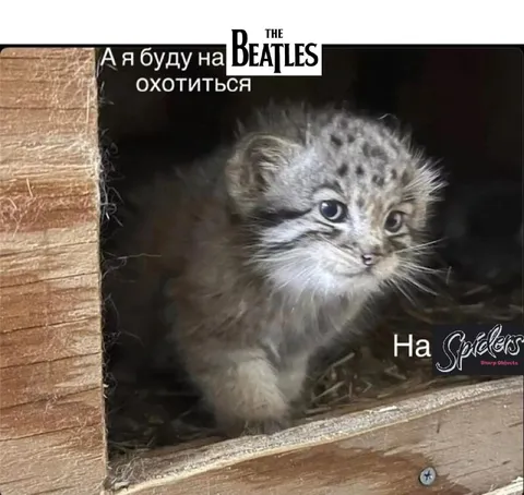 Котёнок на охоте