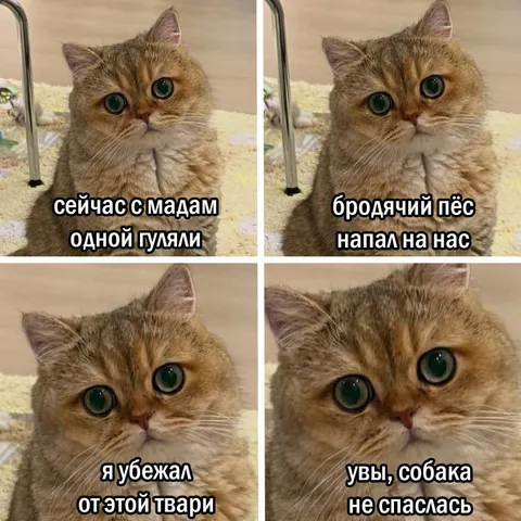 Кот рассказывает про нападение пса