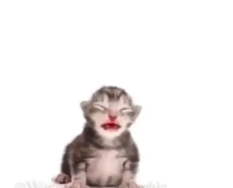 Смеющийся котёнок