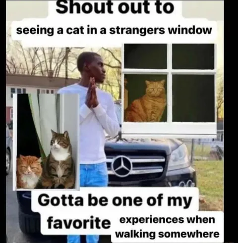 Cat in a Stranger's Window