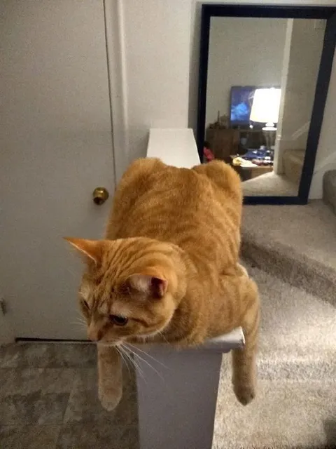 Кот, который не помещается в коробку