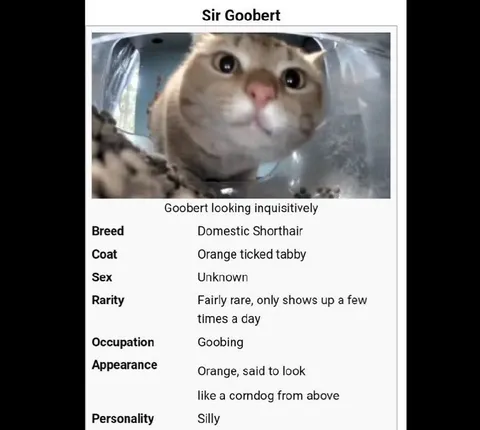 Goobert the Inquisitive Cat