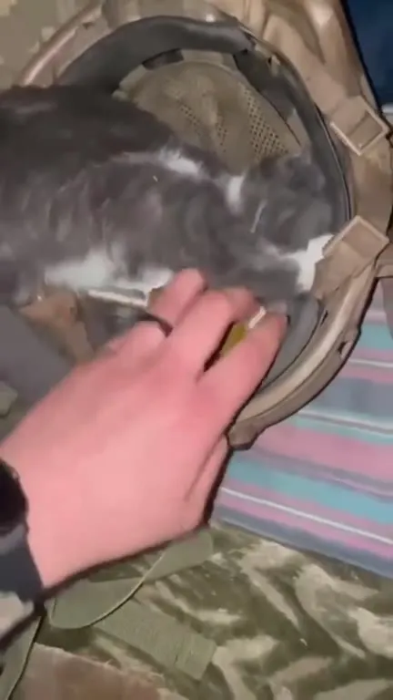 Кот не отдаёт леденец