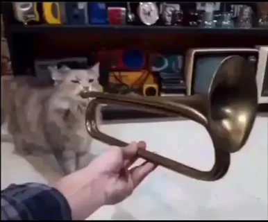 Кот и огромное зеркало