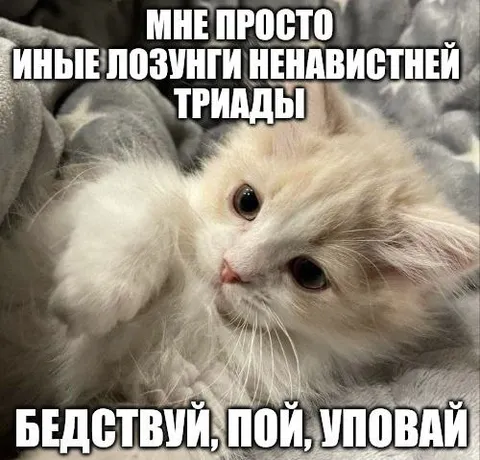 Кот против иных лозунгов
