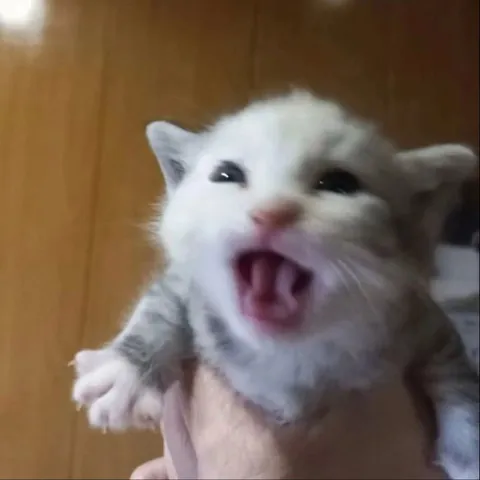 Котёнок кричит от боли