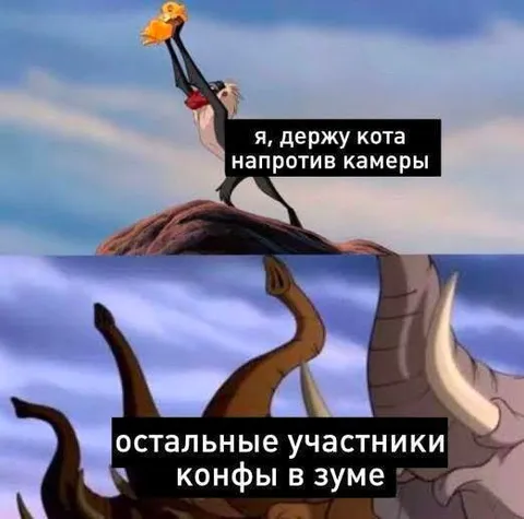 Кот напротив камеры в Zoom