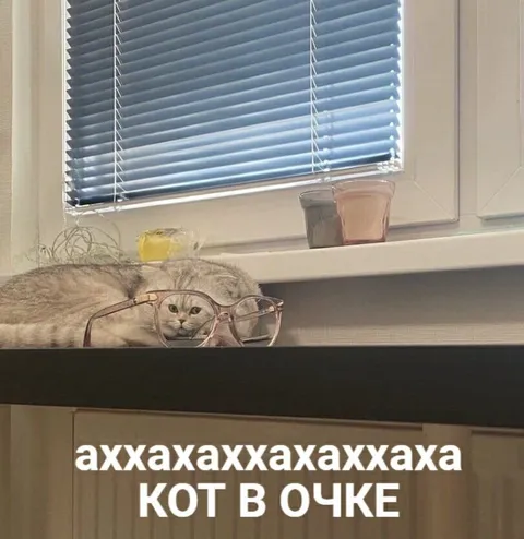 Кот в очках