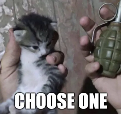 Choose One Kitten or Grenade