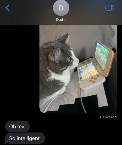 Cat Playing Nintendo DS