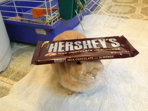 Rabbit Hiding Under Hershey's