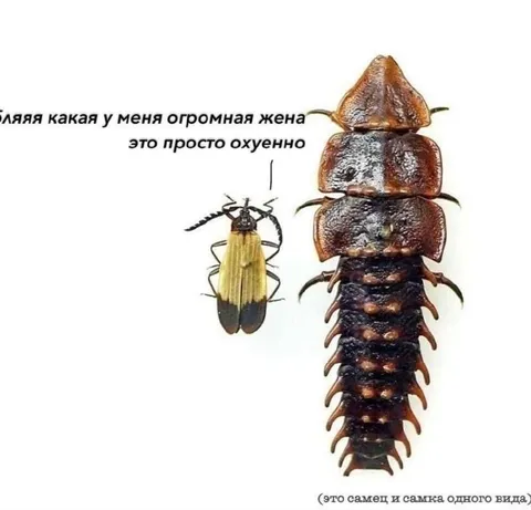 Огромная жена жука