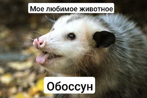 Любимое животное — обосcун