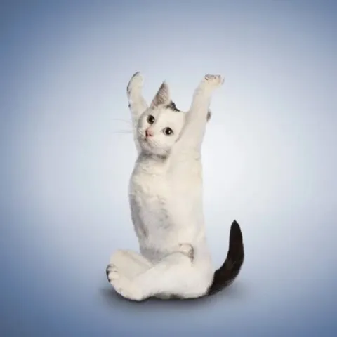 Танцующие коты