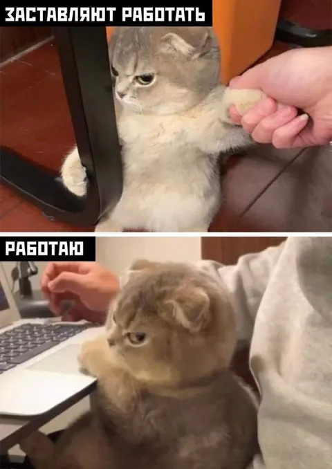Заставляют работать кота