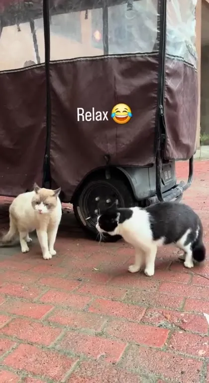 Коты перед первой дракой