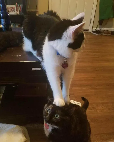 Кот наступил на кота