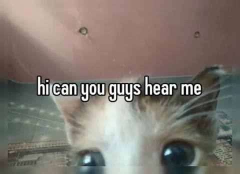 Can You Guys Hear Me Cat