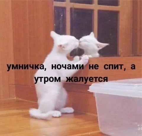 Коты не спят ночами