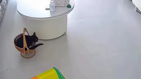 Кот исследует корзинку и туннель