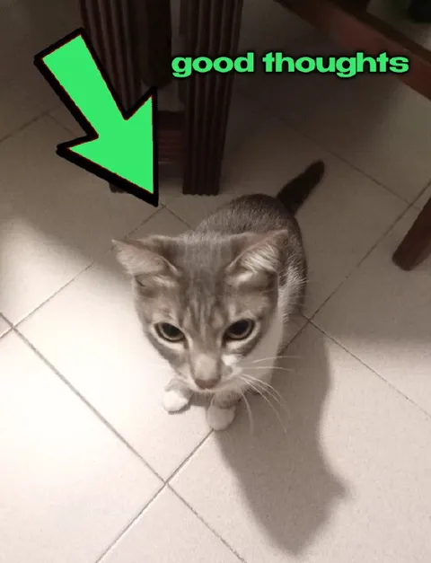 good thoughts cat