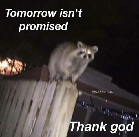 Tomorrow Isn't Promised Raccoon