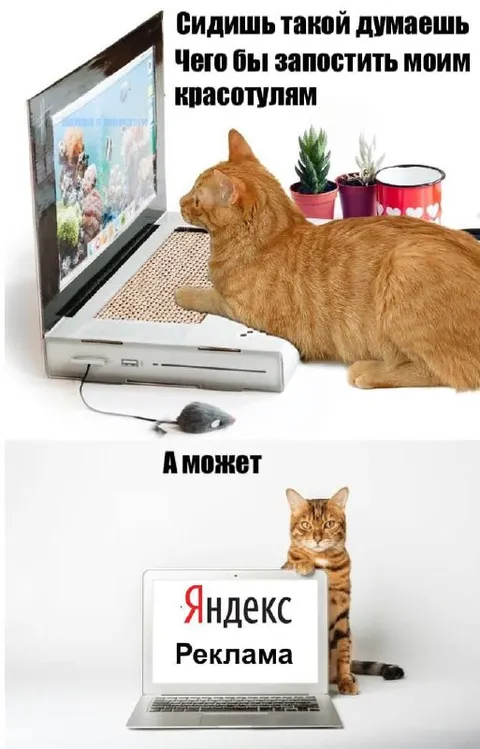 Кот рекламирует Яндекс