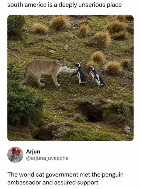 World Cat Government Meets Penguin Ambassador