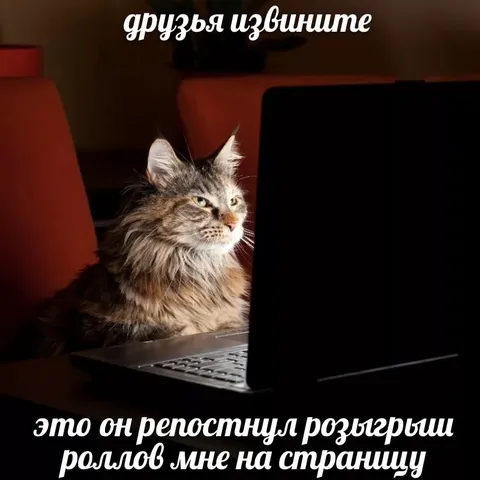 Кот репостнул розыгрыш роллов