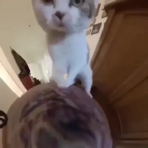 Кот идёт прямо в камеру